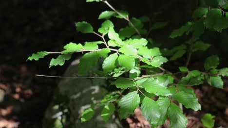 Toma-Que-Muestra-Algunas-Hojas-En-El-Sotobosque-Durante-Una-Caminata