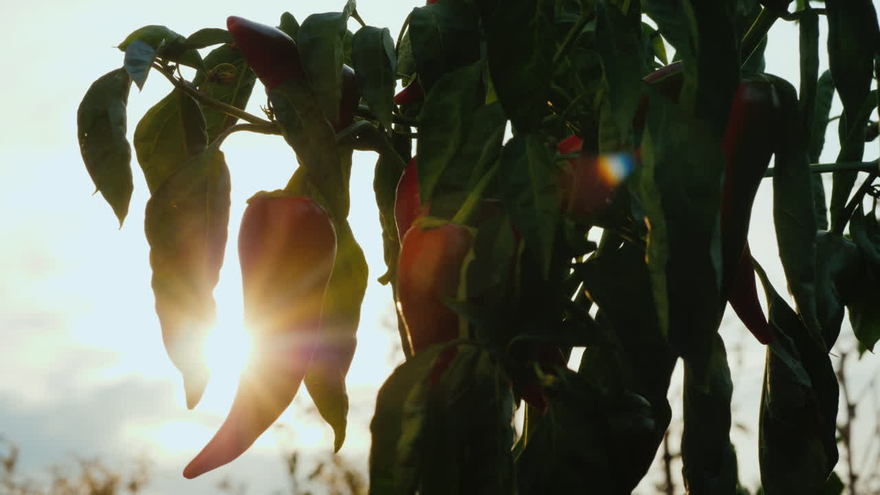 pimiento rojo picante madura en el jardín
