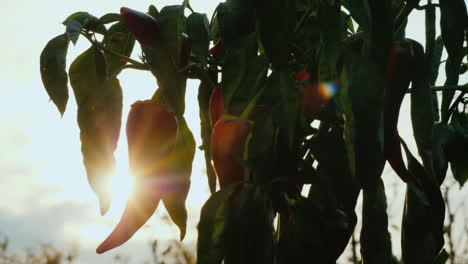 Rote-Paprika-Reift-Im-Garten