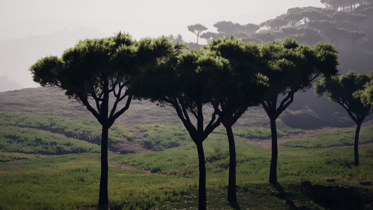 마고 국립 공원 의 공중 파노라마
