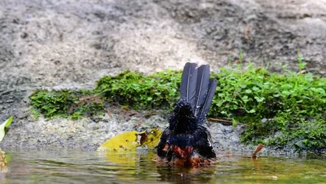 White-rumped-Shama-bathing-in-the-forest-during-a-hot-day,-Copsychus-malabaricus,-in-Slow-Motion