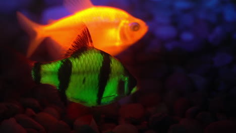 peces de púas tetra y tigre genéticamente modificados para brillar
