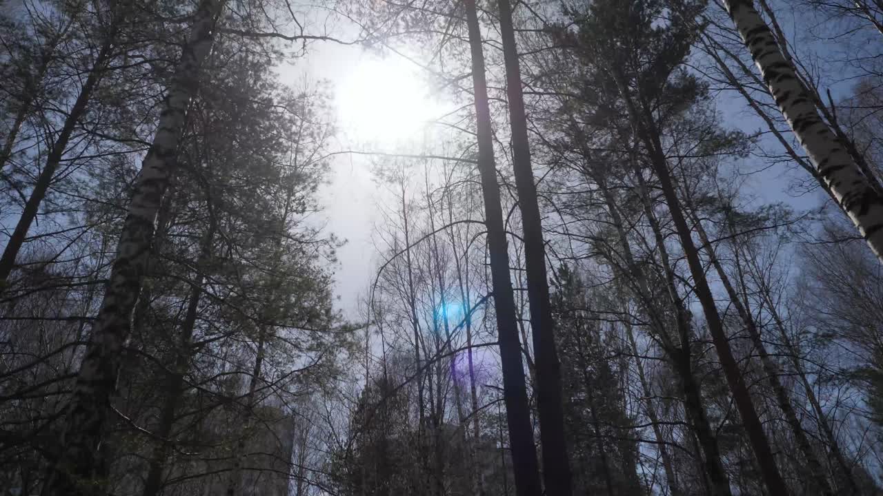 luz del sol del bosque