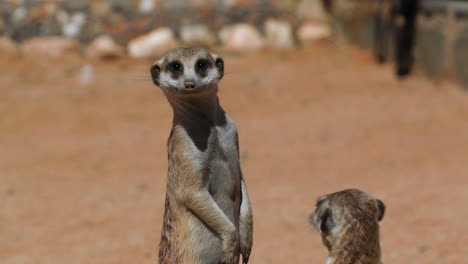 dos meerkats se ponen de pie y giran la cabeza, uno se sienta, arena roja y algunos guijarros en el fondo, toma de medio a primer plano