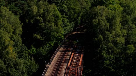 trees drone video on this sunny day