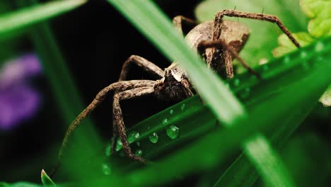Macro shots of grass spider hiding in the shadows of high grass 4k