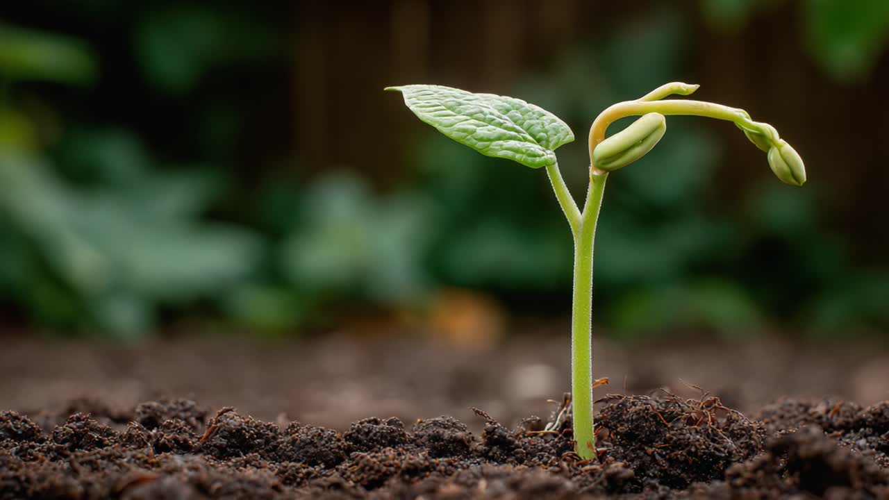 A Small Plant Emerging from Rich Soil, Symbolizing New Beginnings and Growth, Capturing the Beauty of Nature's Renewal and the Resilience of Life in the Garden