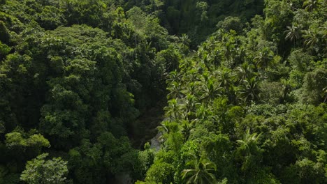 top down drone aerial above green forest jungle tropical lush treetops, dense tropical southeast asian travel destination, establishing panoramic landscape