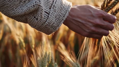 hand touches wheat in golden field