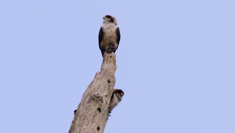 the black-thighed falconet is one of the smallest birds of prey found in the forests in some countries in asia