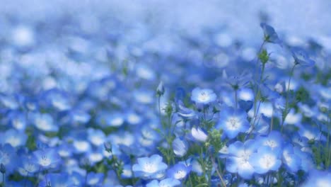 Close-up-zooming-into-Blue-Nemophila-Flower-in-blue-Garden-with-soft-focusing-in-summer-spring-sunshine-day-time--Tokyo,-Japan--4K-UHD-video-movie-footage-short