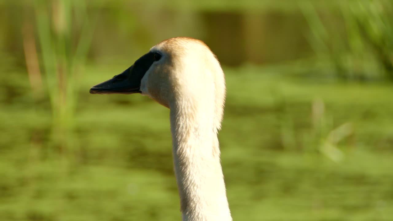 cisne trompetista levantando la cabeza en una toma con un hermoso entorno verde