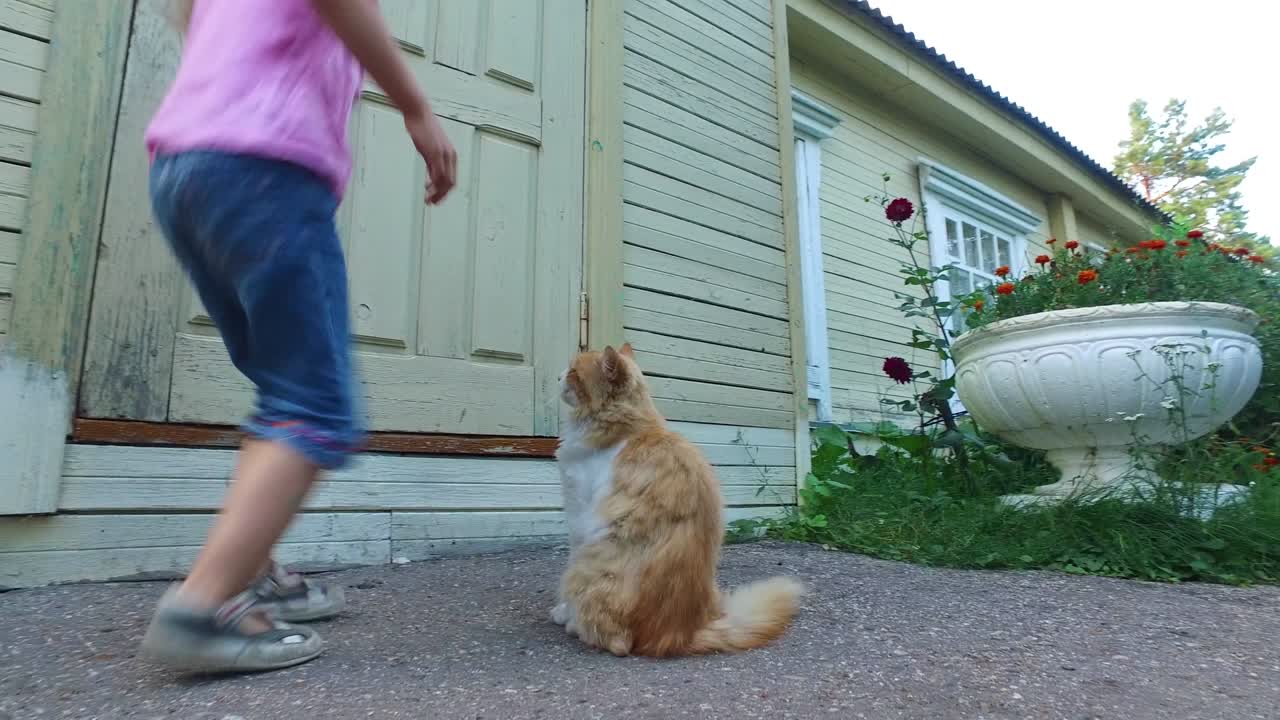 안경을 쓴 소녀가 은 은 고양이를 만지고, 미소 짓는 소녀와 예쁜 고양이가 거린다.