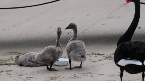 swan family interacting and feeding together