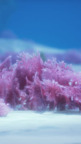 pink coral underwater scene