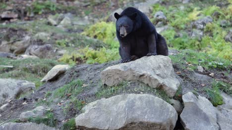 black bear licks its lips as it sits on rocky den slomo