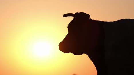 silhouette of one cow majestically standing on hill top with bright sunlight silhouette of one cow majestically standing on hill top with bright sunlight
