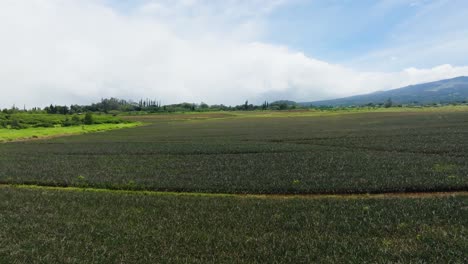 Maui-Pineapple-Farm;-Hawaiian-Agriculture;-Low-Aerial-Flyover