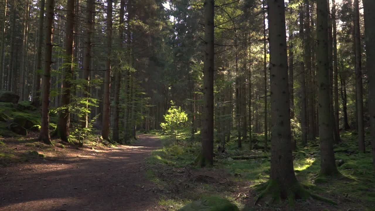 a forest path in spruce with the sun shining down between trees