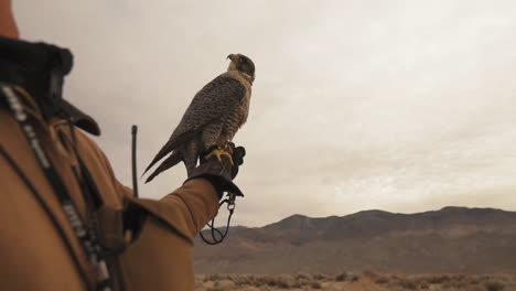 slow motion falcon flying away from falconer handler