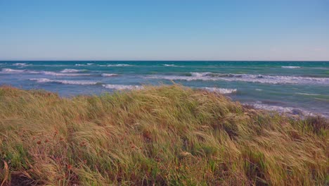 dry grass sway in the wind