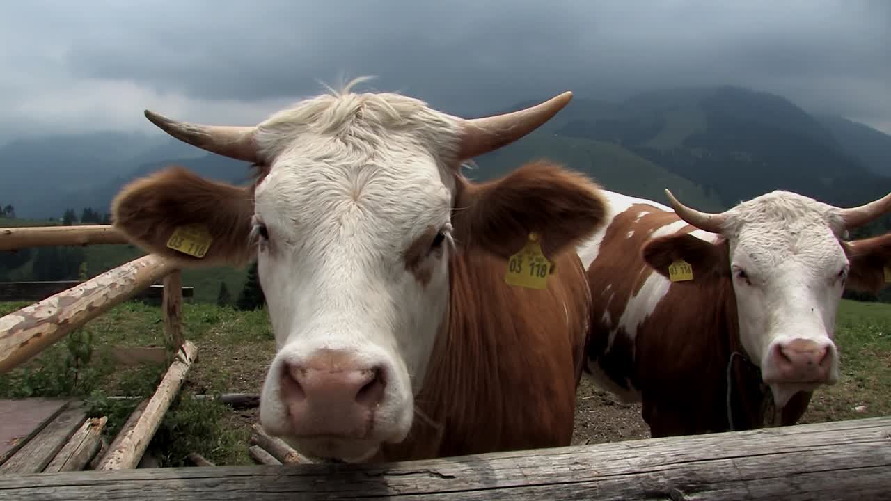 Pascolo alpino con mucche nelle Alpi bavaresi vicino a Sudelfeld, Germania-5
