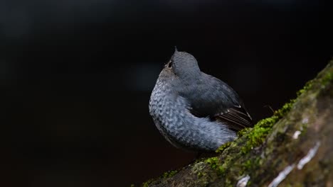 Dieser-Weibliche-Rotschwänzchen-Ist-Nicht-So-Farbenfroh-Wie-Das-Männchen,-Aber-Sicher-So-Flauschig-Wie-Ein-Knäuel-Eines-Niedlichen-Vogels