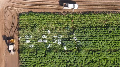 top down, aerial footage of farm workers harvesting organic leafy greens