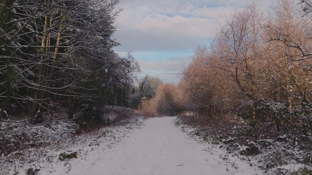 겨울철 흐린 하늘을 배경으로 황금빛 벌거벗은 나무 사이의 눈 덮인 시골길
