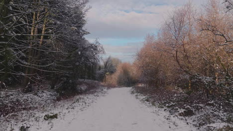 snowy country road between golden bare trees against cloudy sky during winter