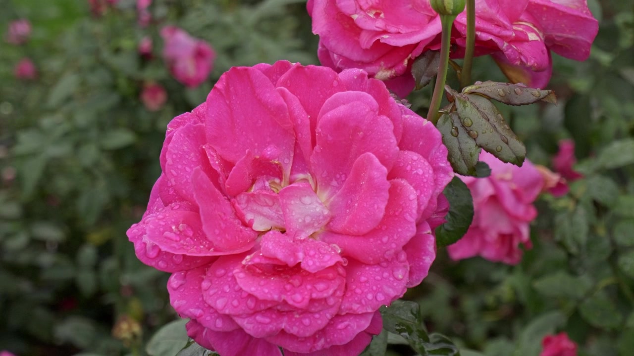 En stor, livfullt rosa ros öppnar sina lagerblad i närbild medan mjukt grönt bladverk och fler rosor suddas försiktigt ut i trädgårdsbakgrunden.