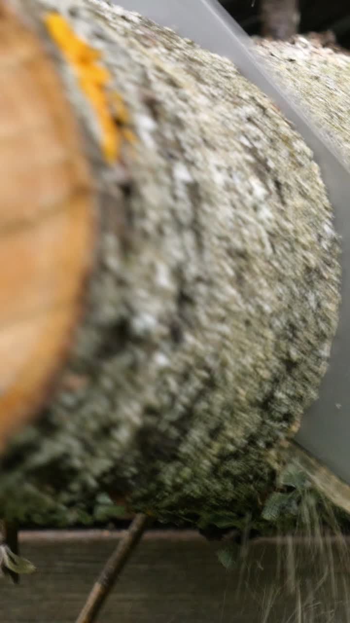 Close-up of Tree Bark and Wood