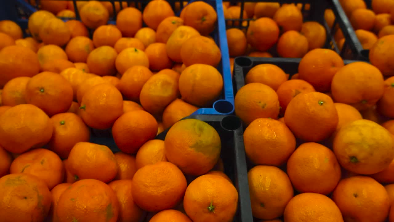 플라스틱 파란색과 검은색 상자에 선반에 슈퍼마켓에서 clementines 또는 tangerines의 천천히 파닝 장면을 가까이. 과일은 활기찬 오렌지색이며 맛있는 것 같습니다.