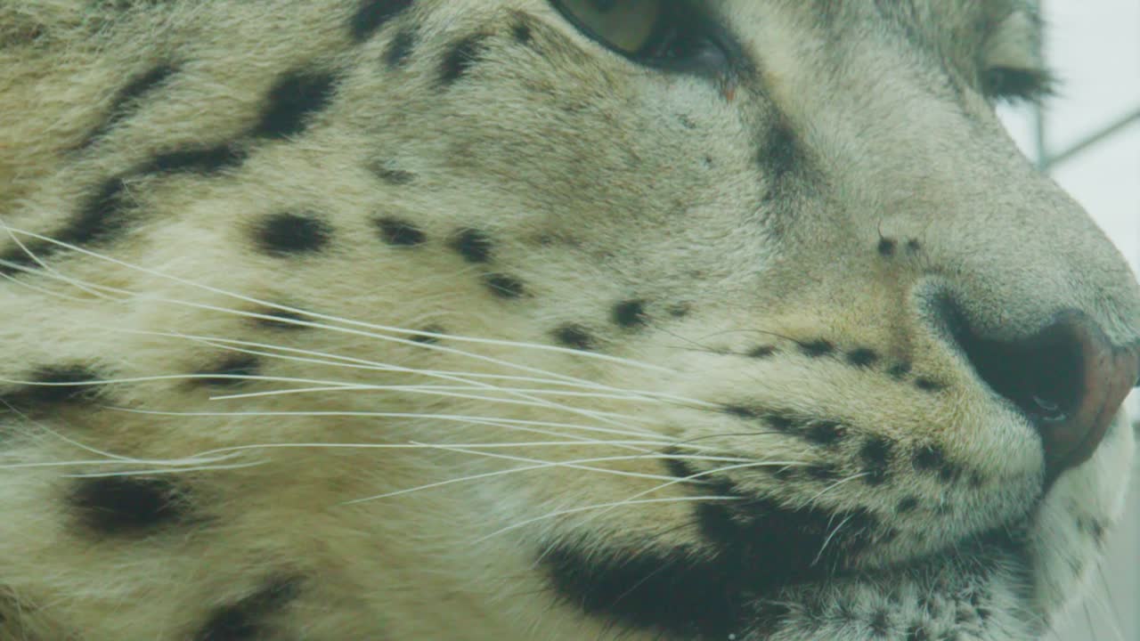 A tight close-up shot focusing on a snow leopard's eyes and spotted fur in captivity