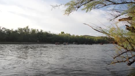 Toma-De-La-Orilla-Del-Río-De-Una-Manada-De-Caballos-Alimentándose-Durante-La-Puesta-De-Sol