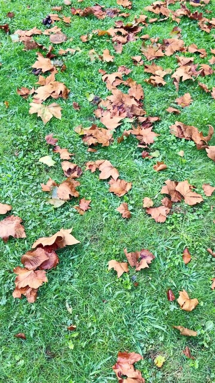 Bellissimo sfondo di foglie cadute marroni e gialle da alberi autunnali che riposano sull'erba verde brillante di un prato del parco, mostrando il cambio delle stagioni dall'estate all'autunno