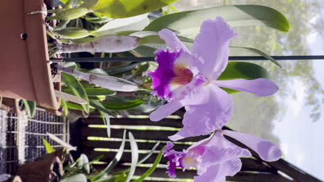 vertical shot of an orchid in sunlight in a greenhouse
