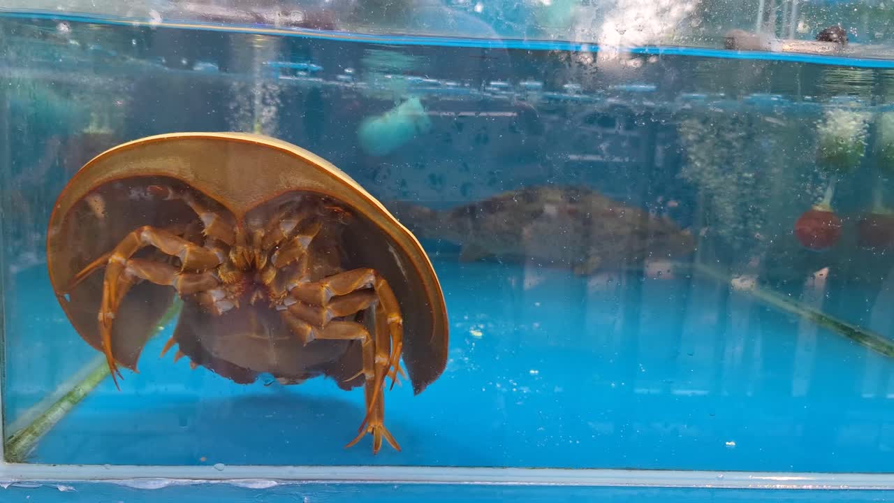 Horseshoe crab swimming in a clear fish tank with blue water background