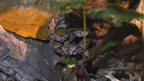 a young fer-de-lance terciopelo curls up on forest floor of costa rica