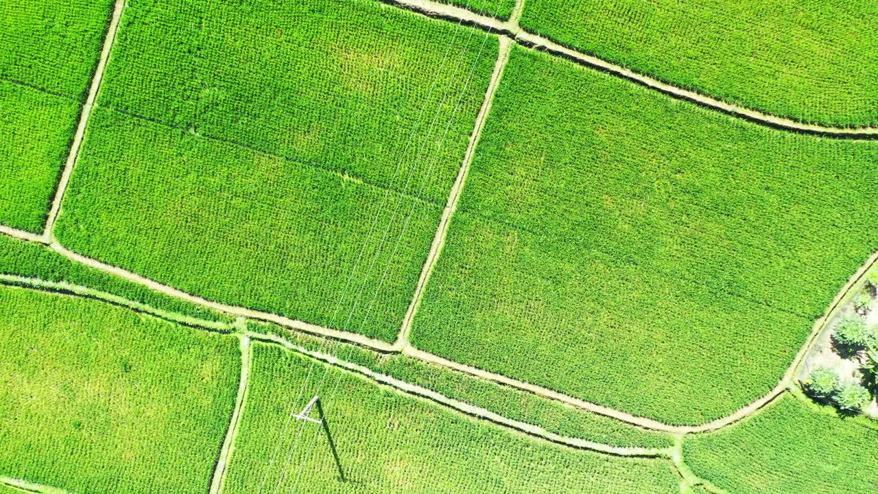exuberante campo de arroz verde capturado desde arriba