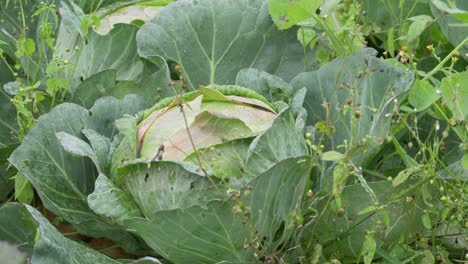 infected cauliflower plant on agriculture field, food crisis