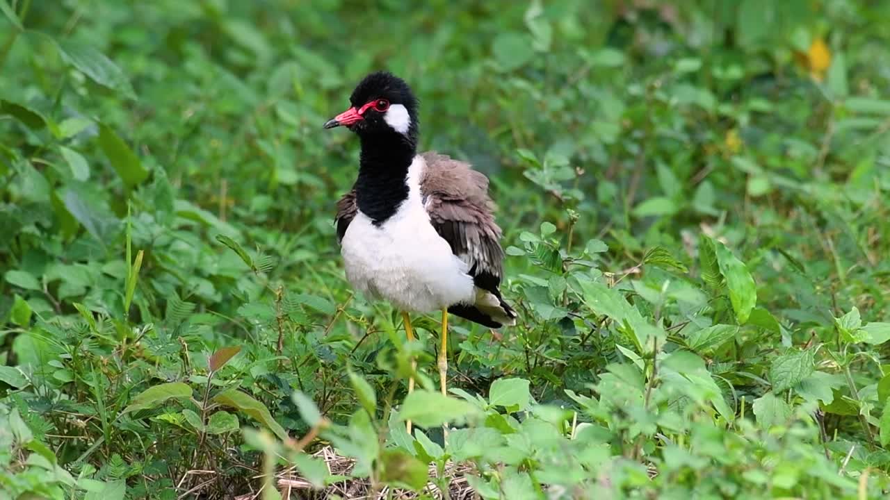 el avefría de barbas rojas es una de las aves más comunes de tailandia