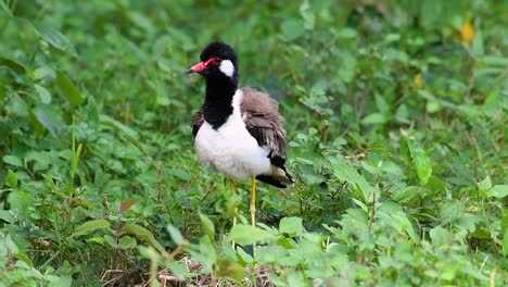 Der-Rotlappenkiebitz-Ist-Einer-Der-Häufigsten-Vögel-Thailands