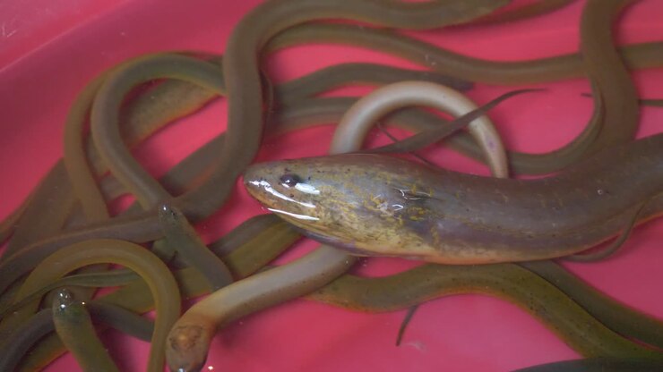 Anguilla di palude gialla asiatica viva in un secchio d'acqua in vendita presso un mercato di pesce e frutti di mare su strada