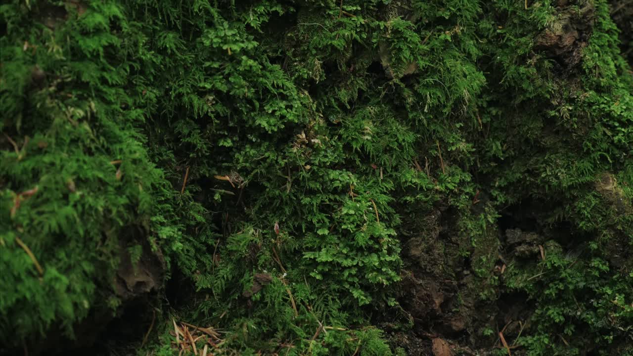 vancouver columbia británica bosque