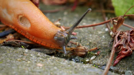 Schöne-Nahaufnahme-Des-Kopfes-Mit-Den-Tentakeln-Und-Augen-Einer-Orangefarbenen-Schnecke