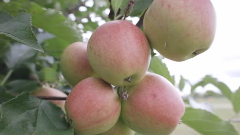 manzanas coloridas creciendo en el huerto