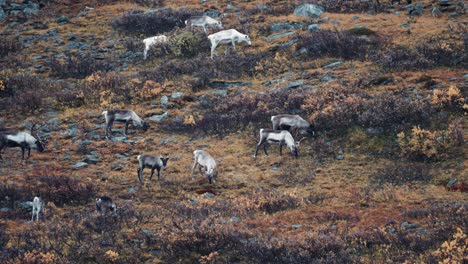 una manada de caribúes pastando en la colina en la tundra de otoño