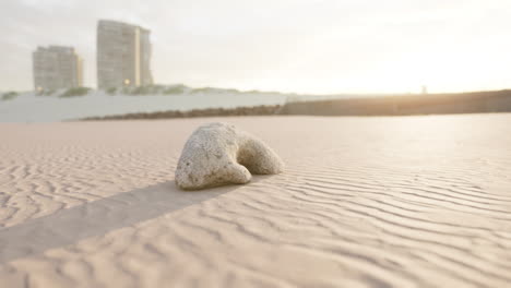 old white coral on sand beach