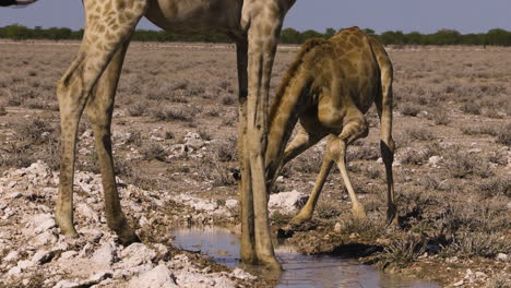 two giraffes drinking at a puddle. one giraffe's head is close to water surface. then it raises head and steps into water, splashing. in background another giraffe lowers and raises head. medium shot